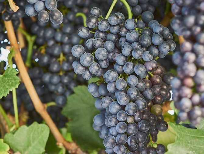 Shiraz grapes