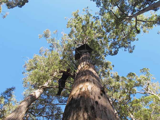 King jarrah tree in Manjimup