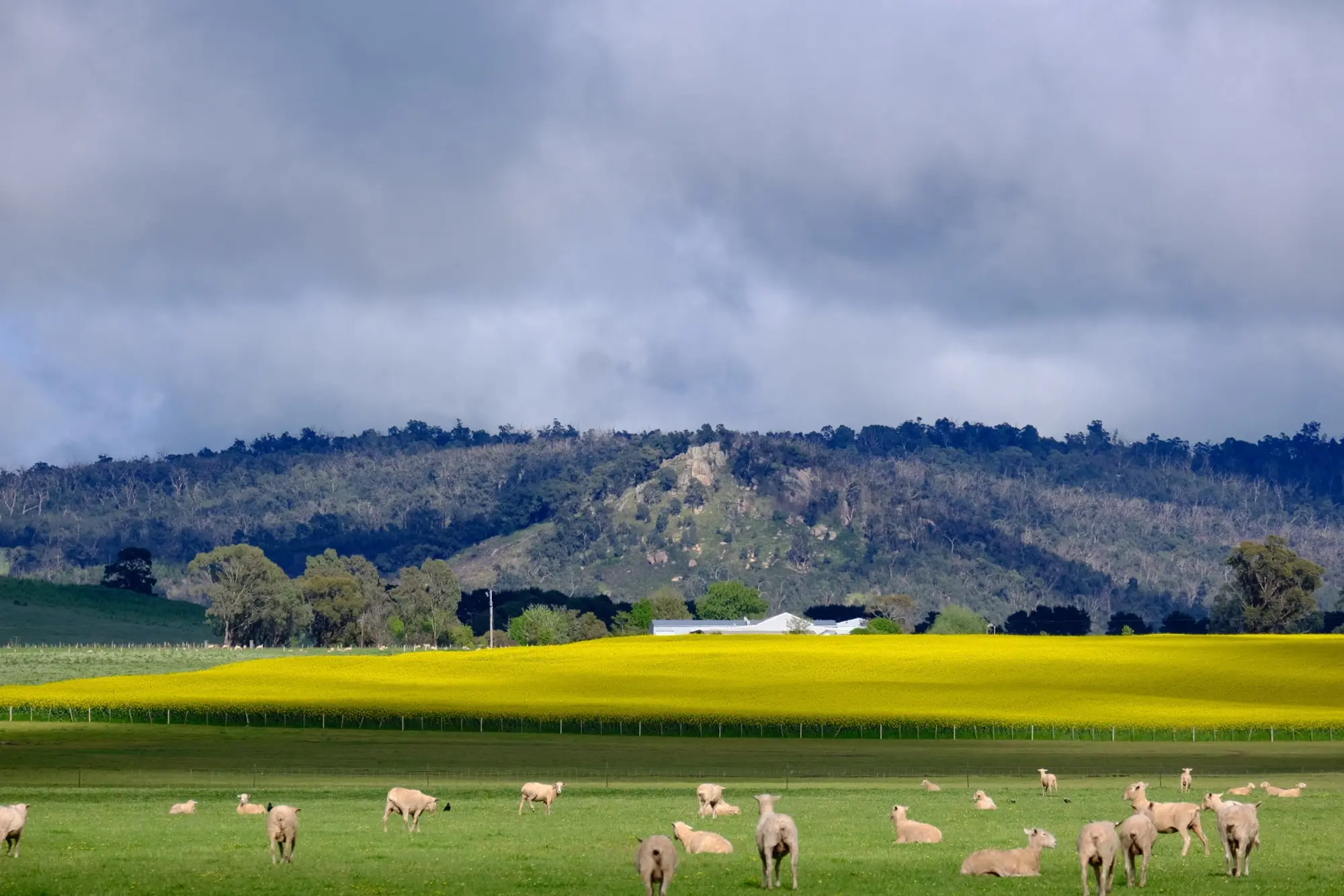 a group of sheep in a field