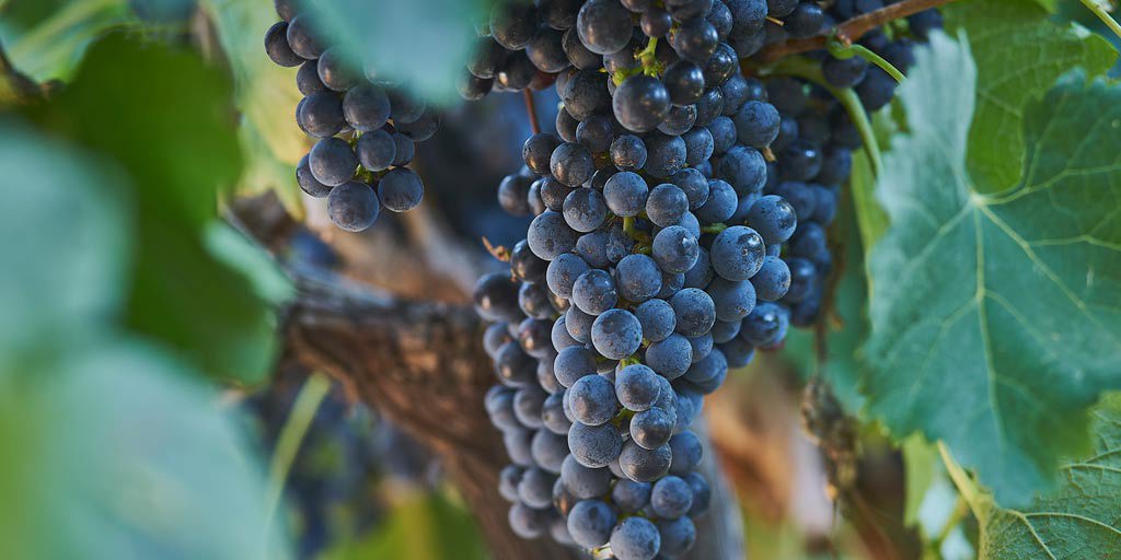 Merlot grapes on the vine