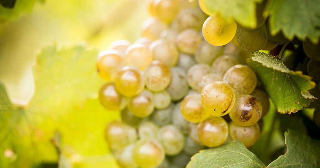 ‘*Grape images courtesy of Yalumba.’ 