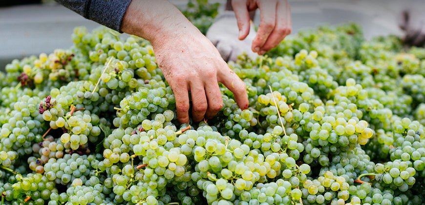The Rise and Rise of Australian Sauvignon Blanc