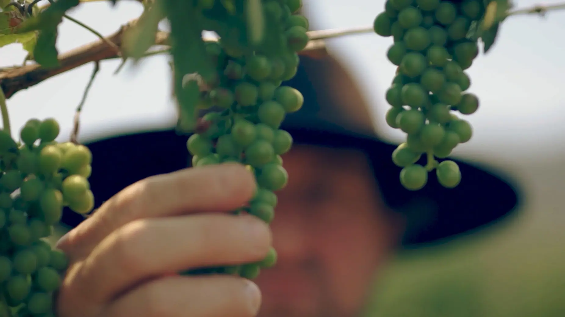 a person holding a bunch of grapes