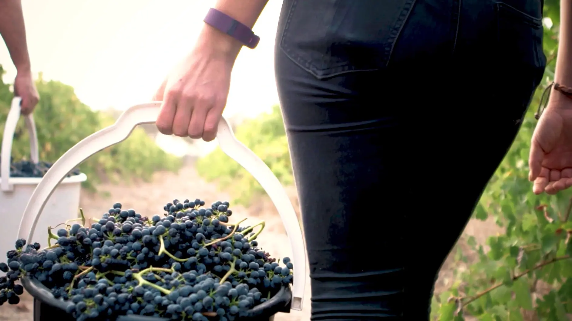 a person holding a bucket of grapes