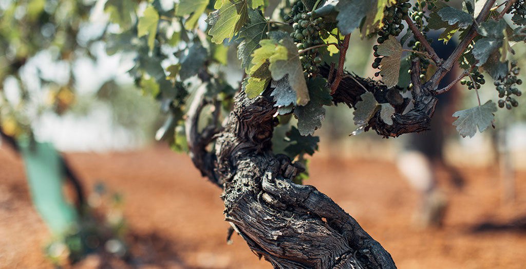 Tyrrells Old Vines