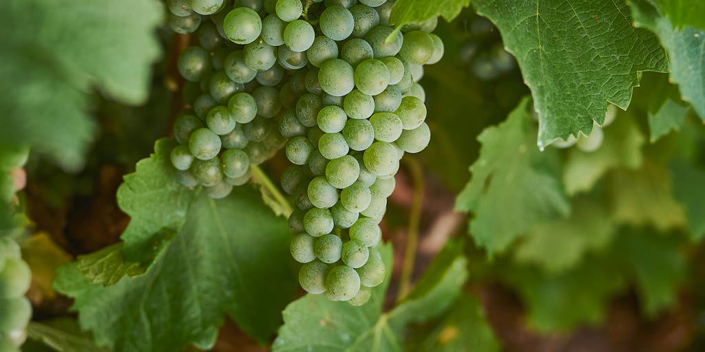Green Semillon grapes on the vine