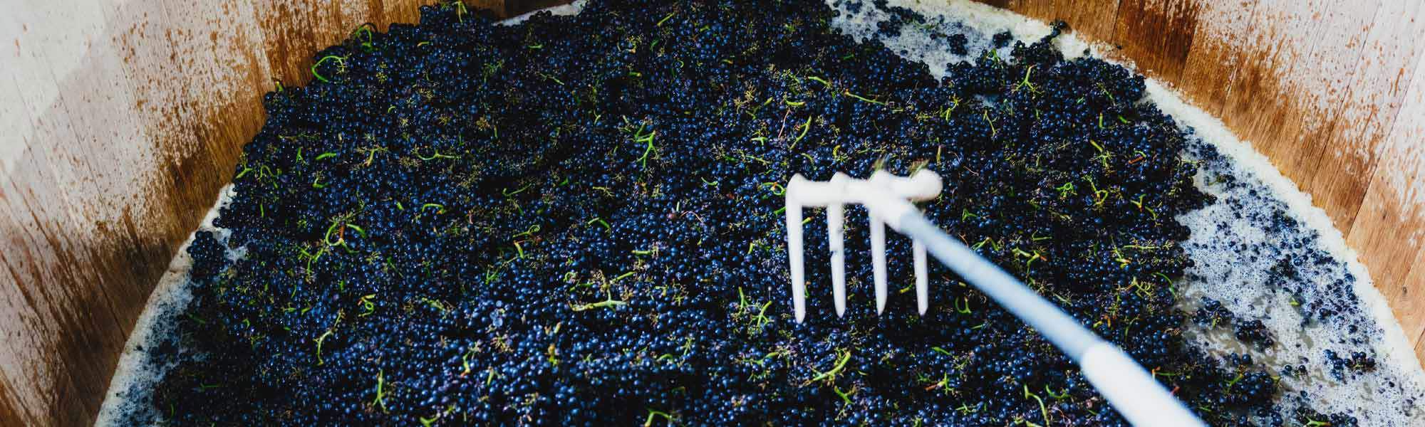  Pinot Noir wine grapes in a vat,  during fermentation