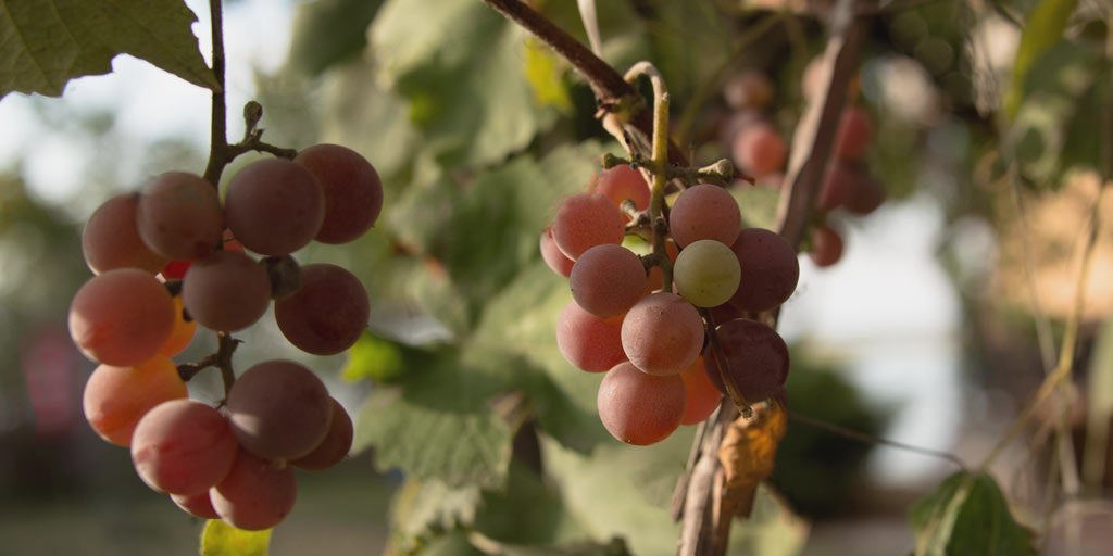 Pinot Grigio grapes on the vine