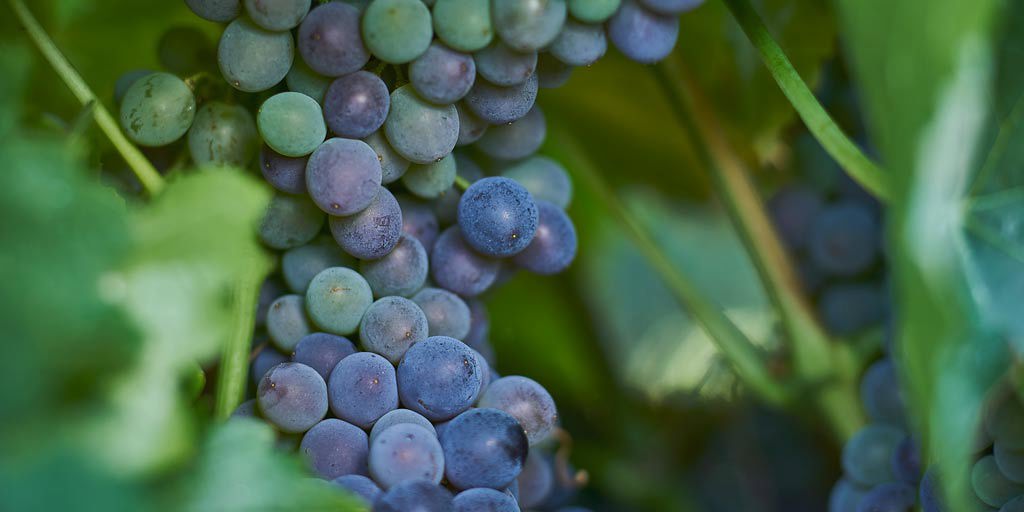 Grenache grapes on the vine