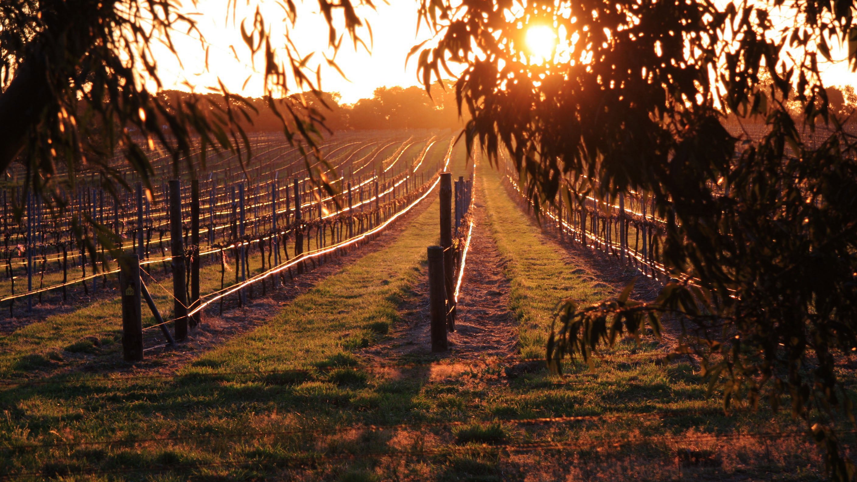 Eight at the Gate Wines