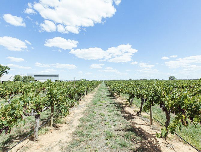 Campbells Vineyard