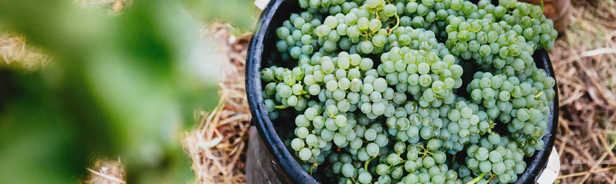 Green grapes in black bucket