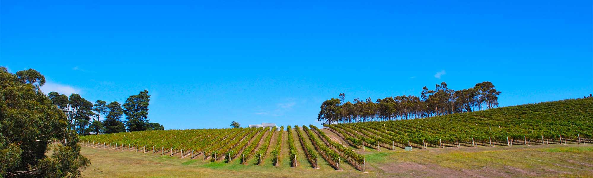 Yarra Valley's Evolution