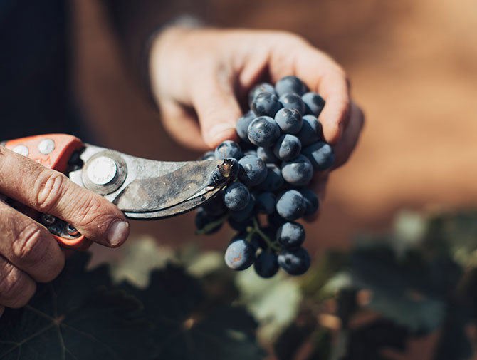 Ricca Terra red wine grapes 