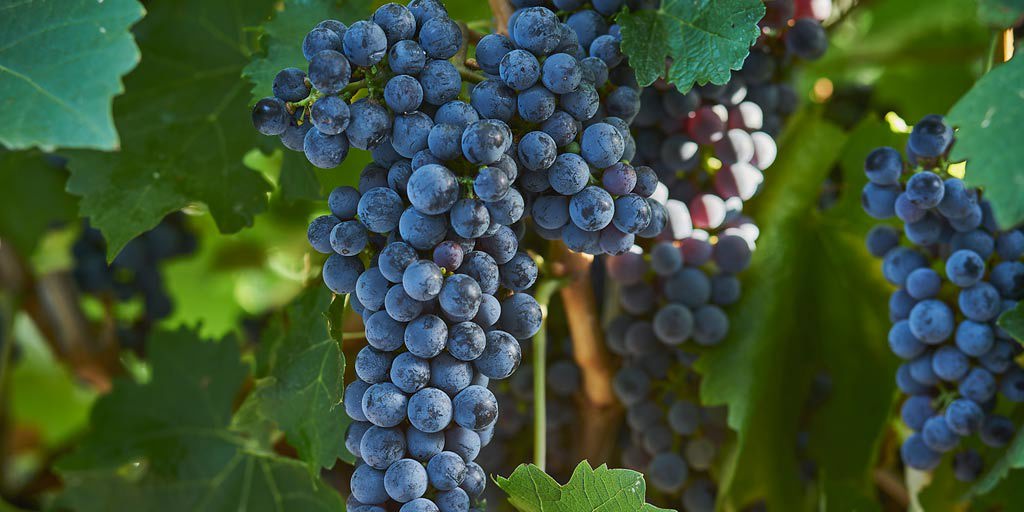 Red Cabernet Sauvignon grapes on the vine