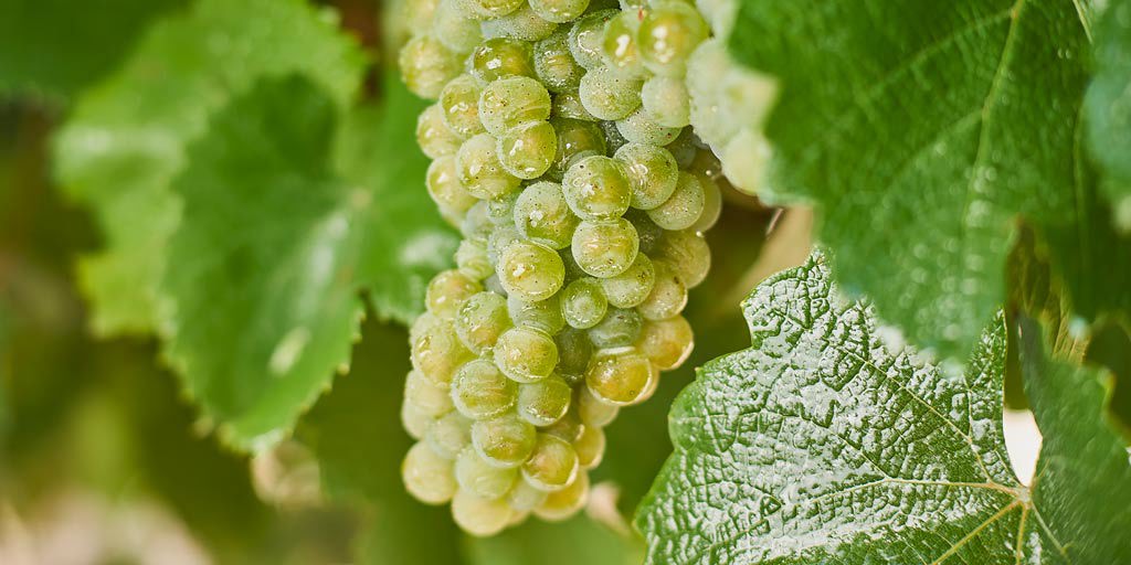 Green Riesling grapes on the vine