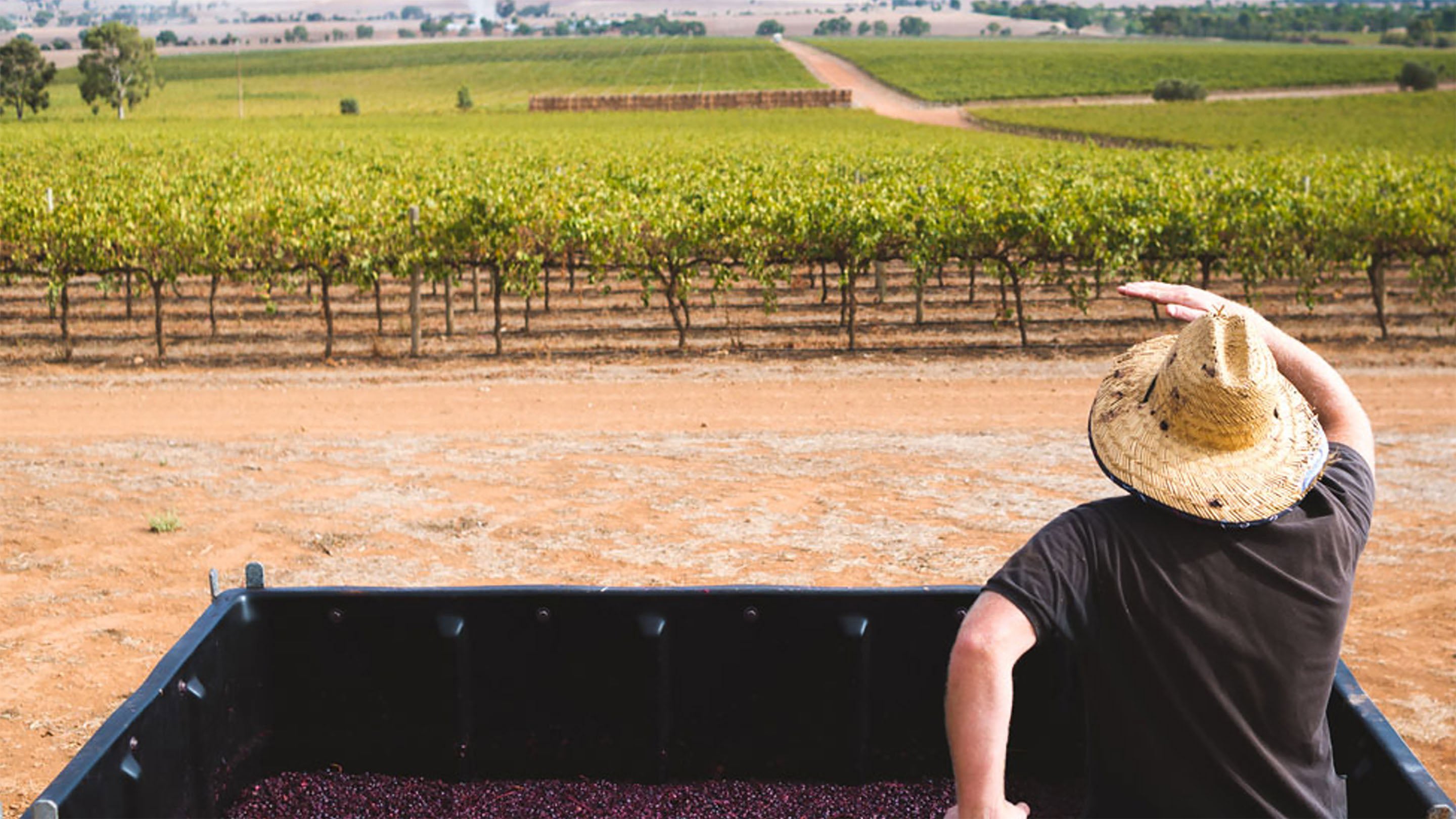 Lienert Vineyards