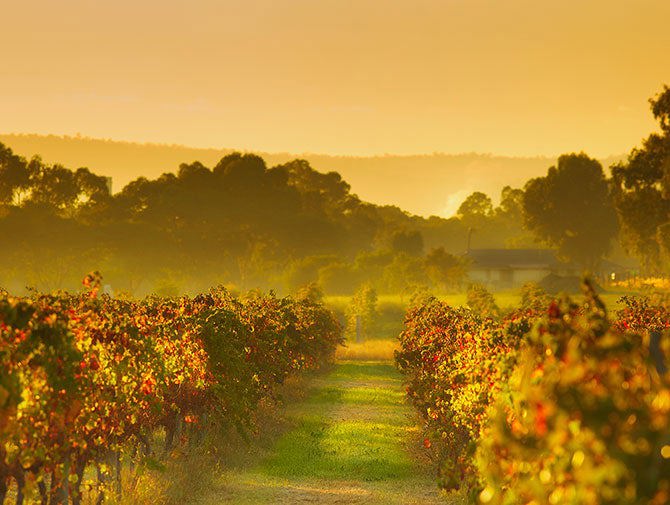 Swan Valley vineyard in autumn