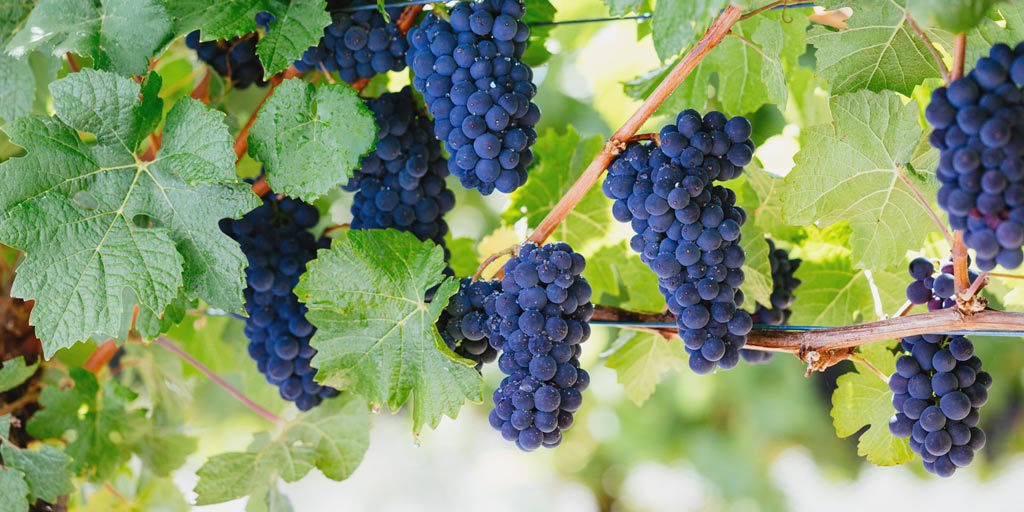 Pinot Noir grapes hanging off a vine