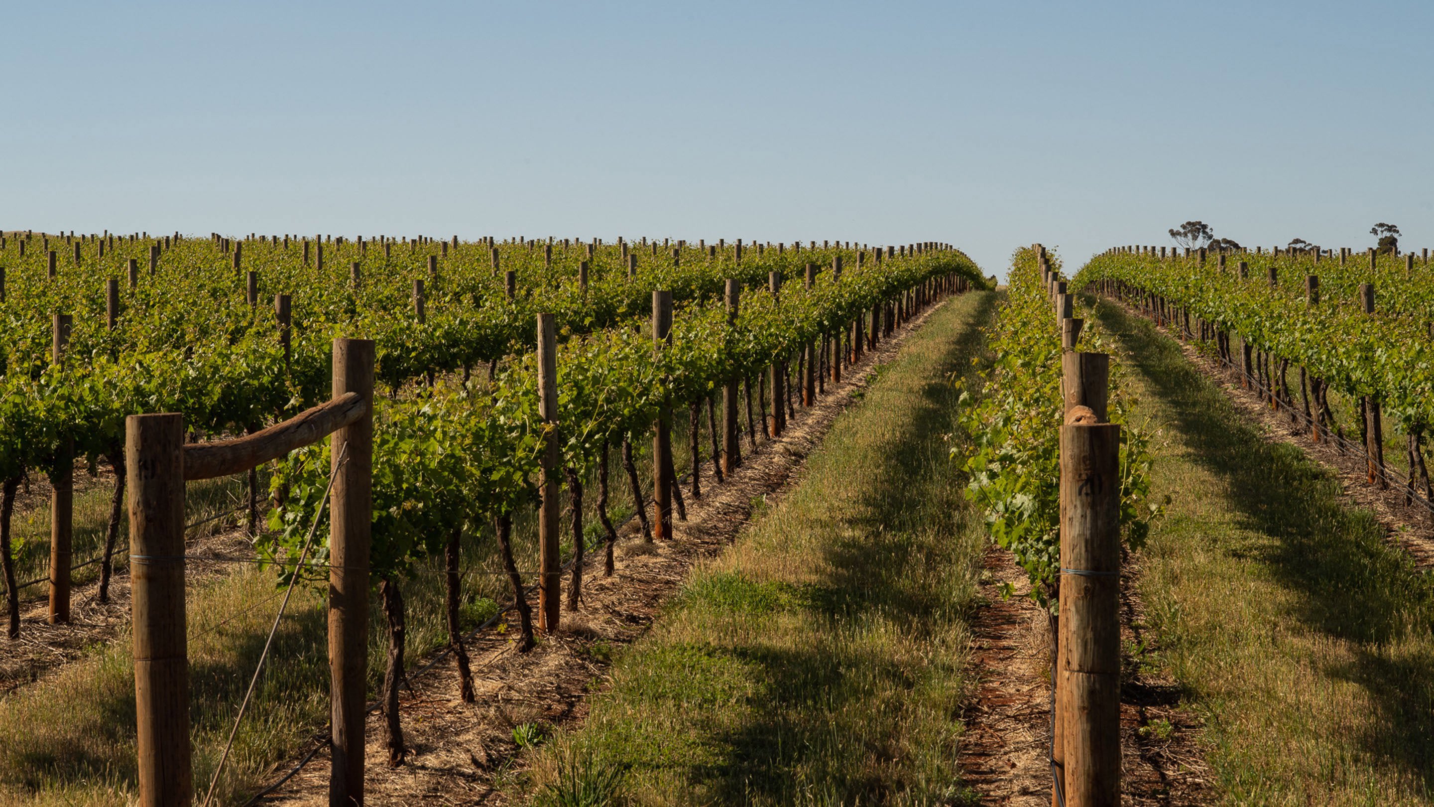 Ellis Wines