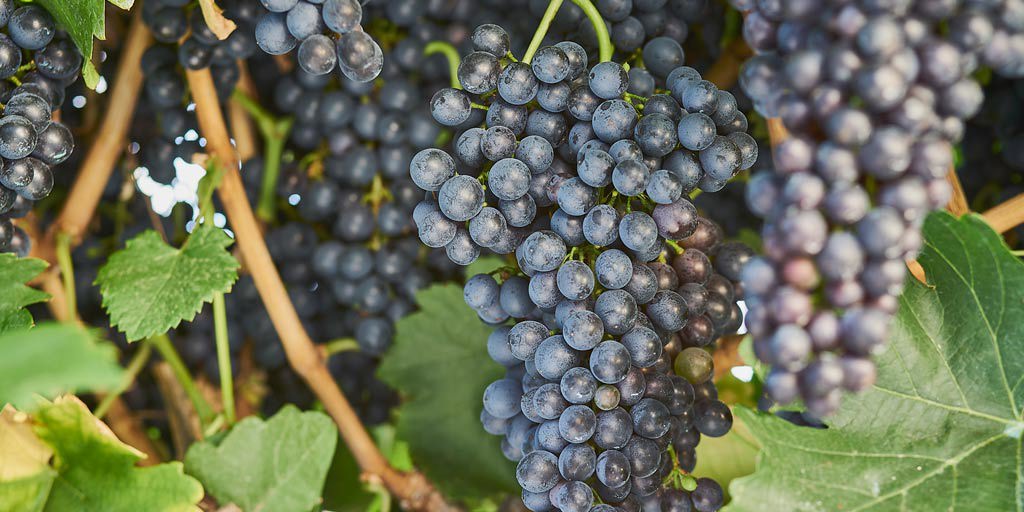Red Shiraz grapes on the vine
