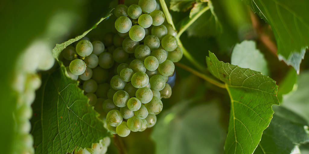 Green chardonnay grapes on the vine