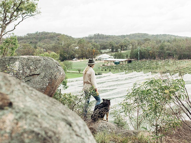 Michelle Coelli looking over vineyard with dog