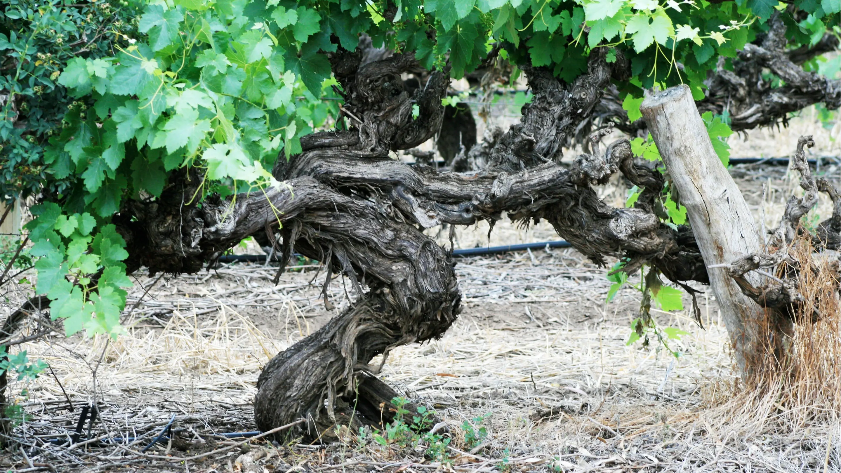 Metala Wines
