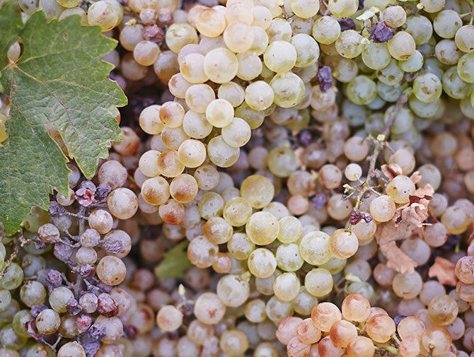 Glenrowan grapes