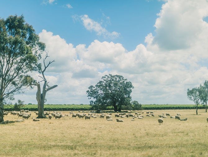 Sheep grazing at Majella Wines