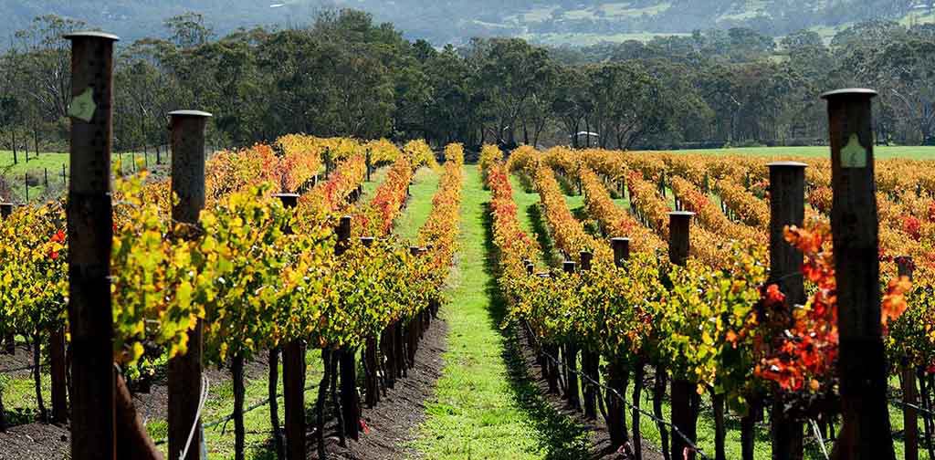 Bendigo: where red wine lovers strike gold