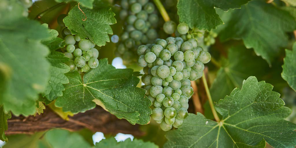 Green Sauvignon Blanc grapes on the vine