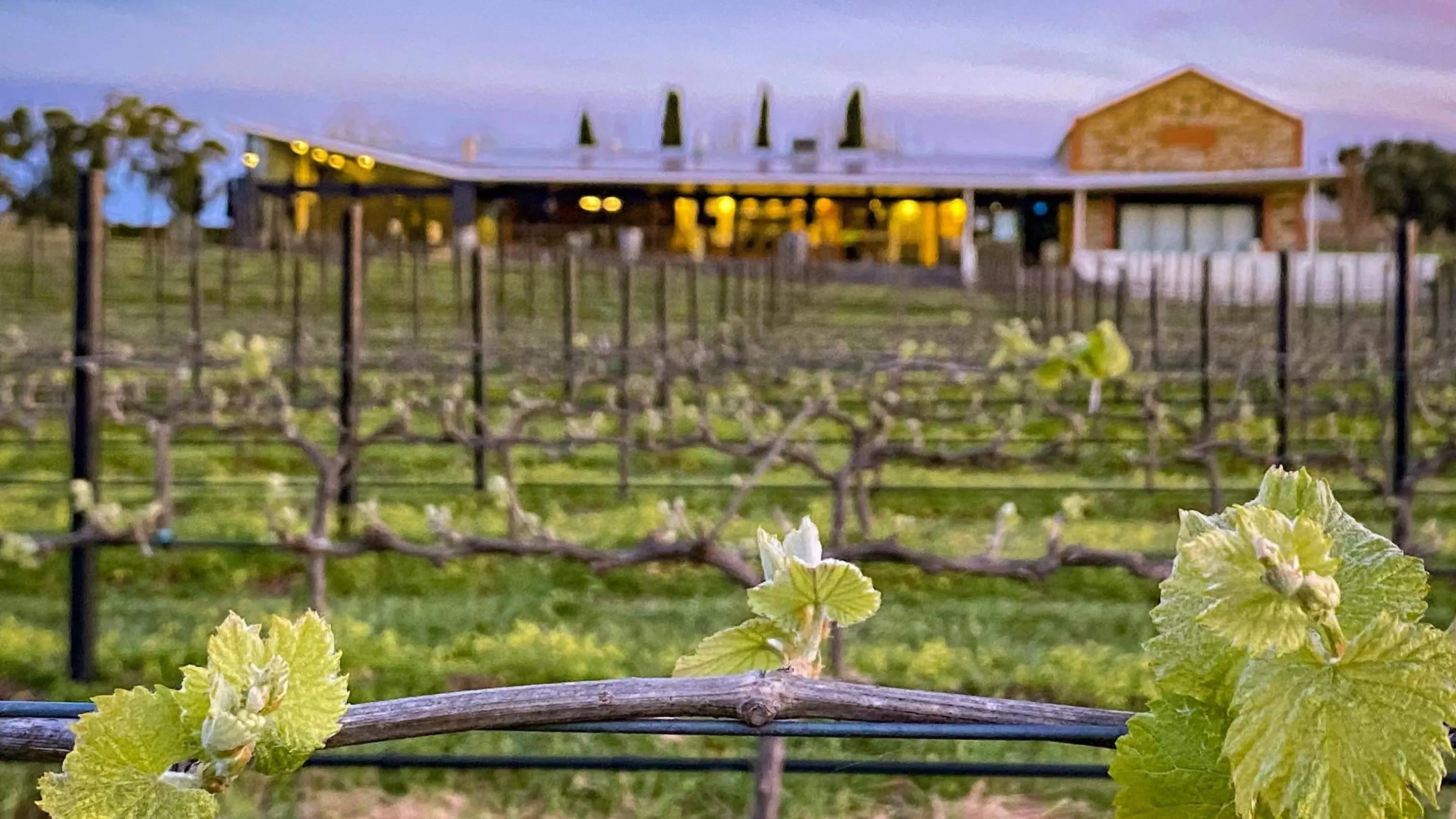 Angove Family Winemakers